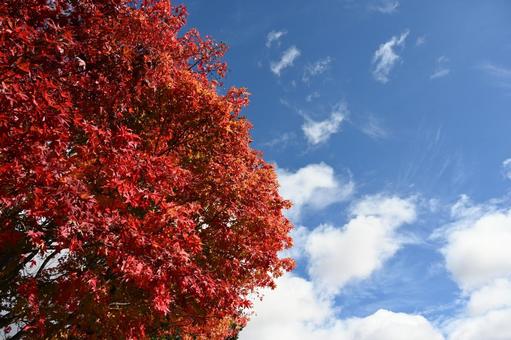 長野県の蓼科湖畔の紅葉と青空の風景 長野県,蓼科湖,紅葉の写真素材