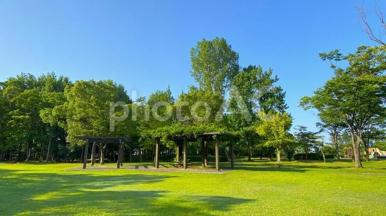 朝の北部公園（金沢市）：29 公園,春,夏の写真素材