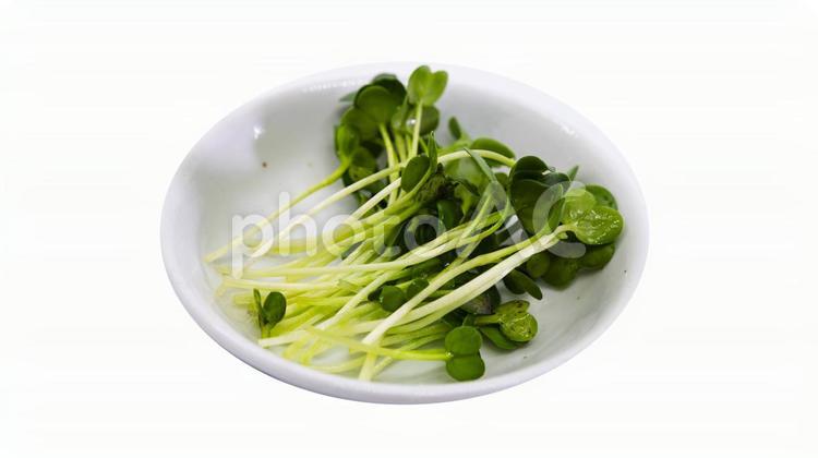 フレッシュなカイワレ大根 カイワレ大根,カイワレ,野菜の写真素材