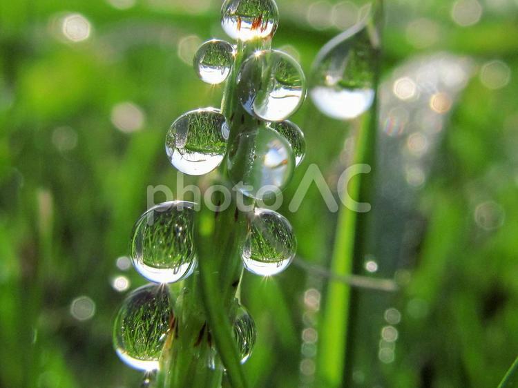 水滴とスギナと朝日Water drops 水滴,すいてき,waterの写真素材