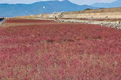 海の紅葉　シチメンソウ 紅葉,海岸,シチメンソウの写真素材