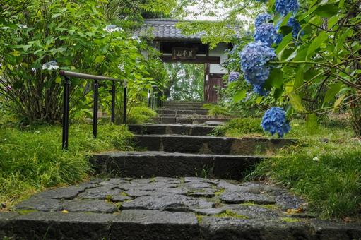 Photo, temple, fufuji, hydrangea temple, 