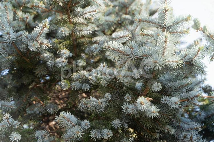 青みを帯びた針葉樹の枝先② 針葉樹,もみの木,冬の写真素材