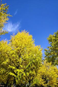 イチョウ イチョウ,青空,黄色の写真素材