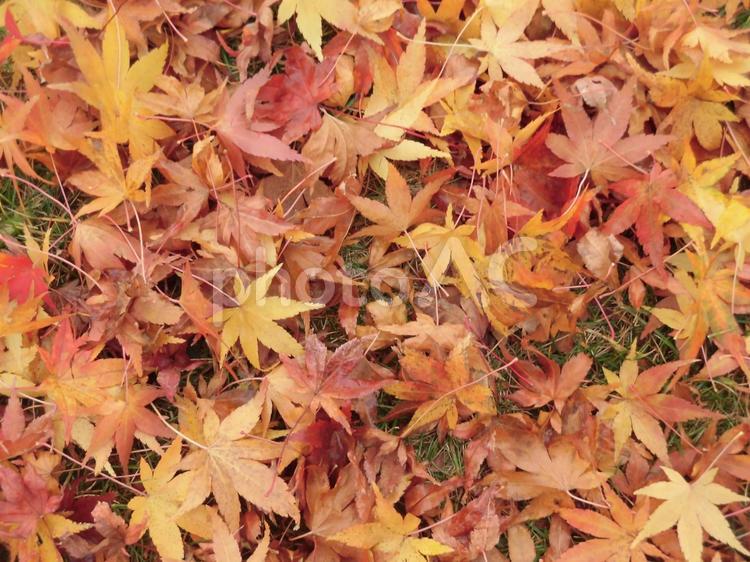 落ち葉 落ち葉,紅葉,もみじの写真素材