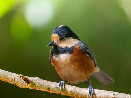枝にとまるヤマガラの写真