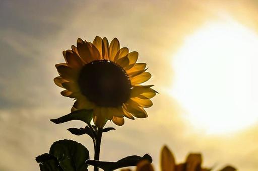 夕暮れの向日葵の写真