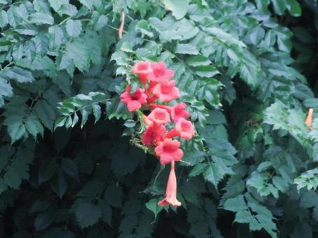 ノウゼンカズラの花 ノウゼンカズラの花の写真
