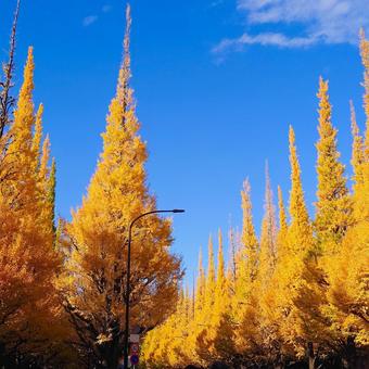 神宮外苑イチョウ並木 神宮外苑,明治神宮外苑,イチョウ並木の写真素材
