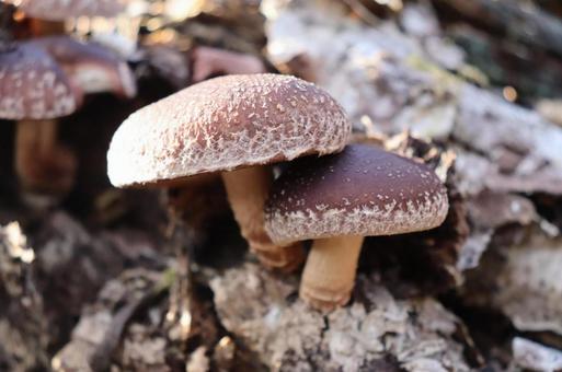 天然椎茸 椎茸,しいたけ,シイタケの写真素材