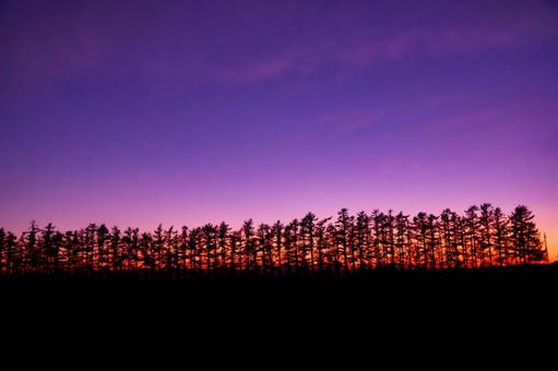 防風林の夕焼けの写真
