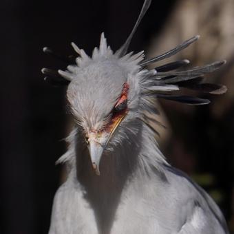 秘書鳥 秘書鳥