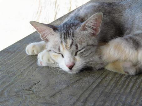 Park cat Naha City, Okinawa Prefecture, JPG Park cat Naha City, Okinawa Prefecture, JPG
