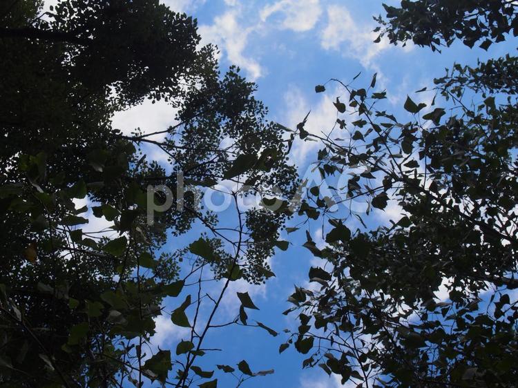 木のシルエット 木,空,シルエットの写真素材
