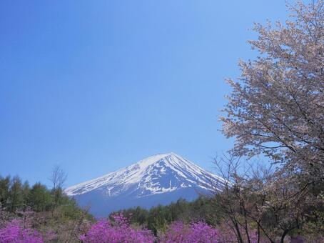富士山と春の花 桜,富士山,つつじの写真素材