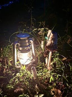 キノコとランタン キノコとランタンの写真