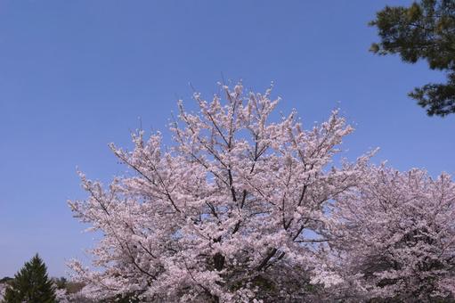 桜と青空 桜と青空の写真