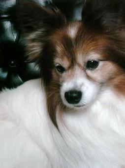 犬が見つめる先 犬が見つめる先の写真