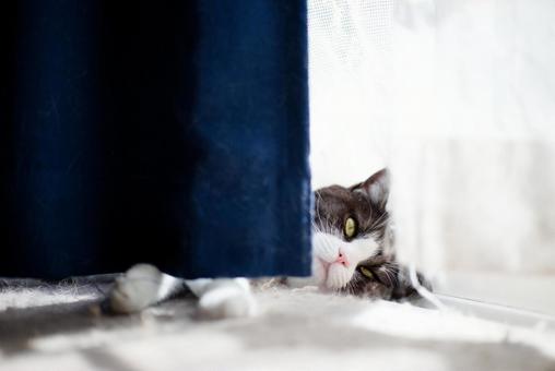 カーテンの隙間から見る猫 カーテンの隙間から見る猫,猫,ねこの写真素材