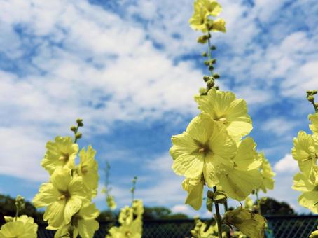 タチアオイの花のクローズアップ タチアオイの花のクローズアップ タチアオイ,花,フラワーの写真素材