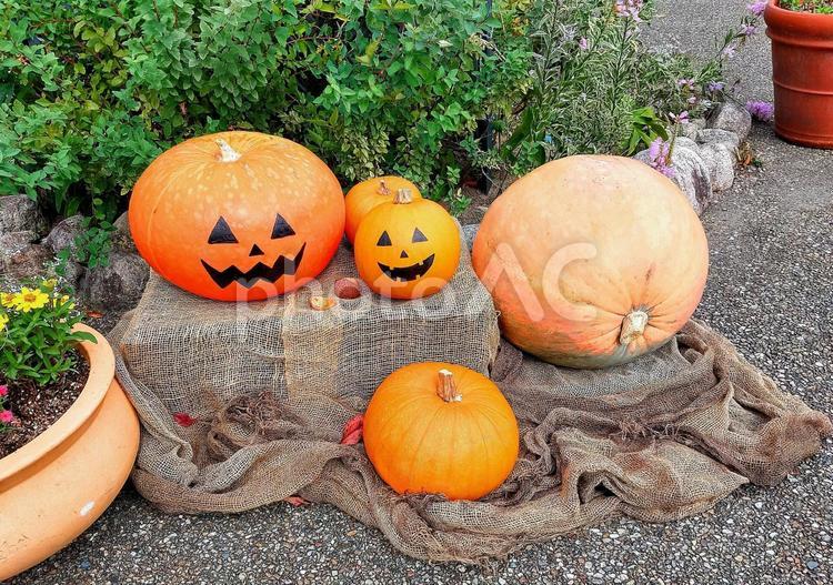 ハロウィン　かぼちゃ かぼちゃ,カボチャ,大きいの写真素材