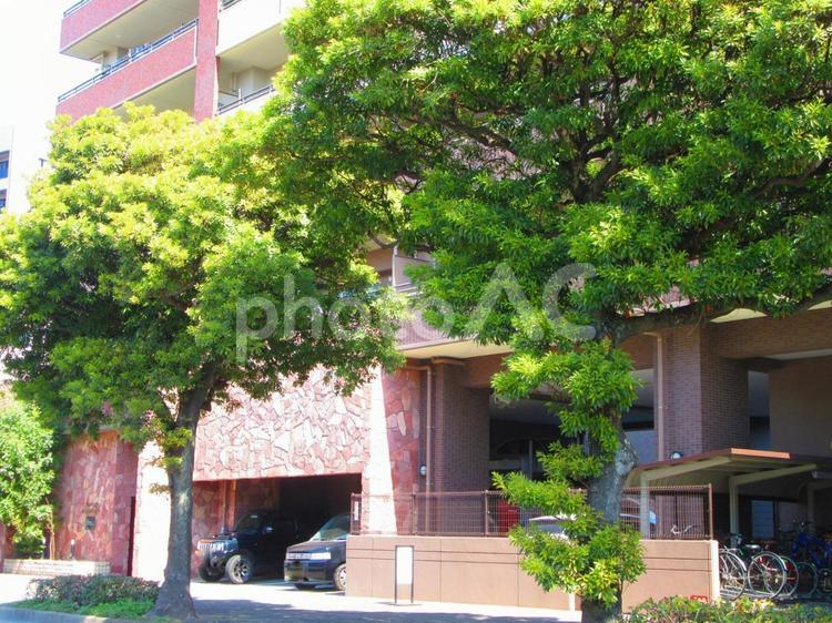 街路樹 街並み,町並み,建物の写真素材