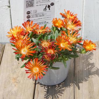 Hardy Matsuba Chrysanthemum Delosperma Orange Vibe, JPG