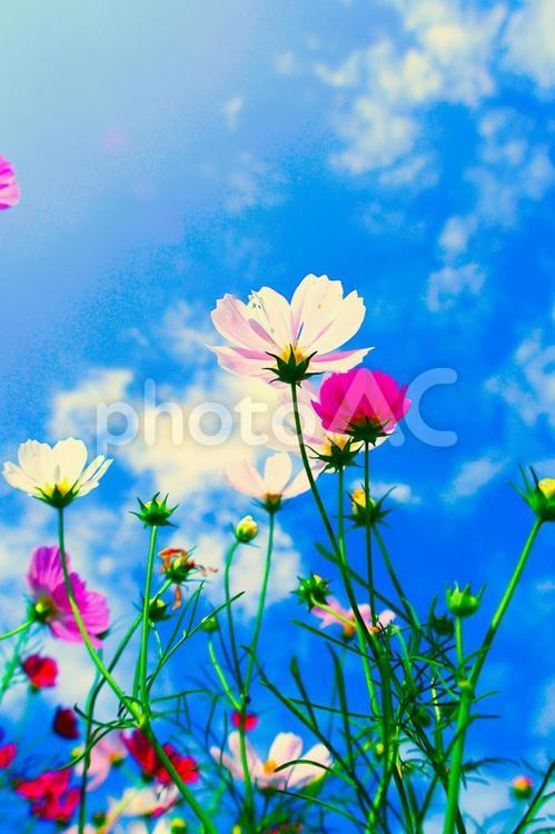 秋空とコスモスのある風景素材 コスモス,秋桜,満開の写真素材