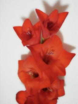 赤い花 赤い花の写真