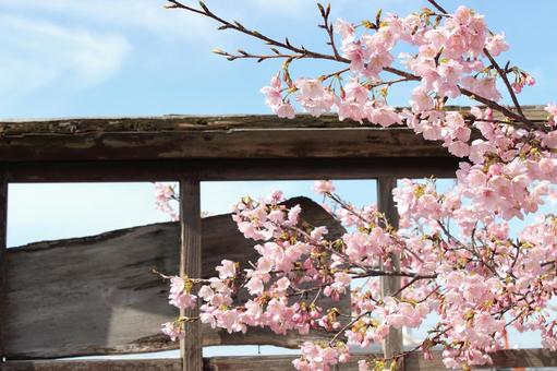 桜 桜,春,河津桜の写真素材
