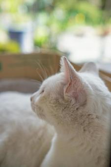 猫 白猫 動物 猫 白猫 動物の写真