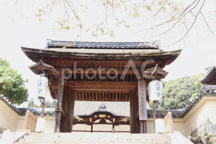 三井寺（園城寺）唐院四脚門 三井寺,園城寺,唐院の写真素材