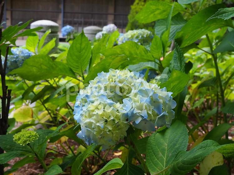 あじさい 紫陽花,あじさい,アジサイの写真素材