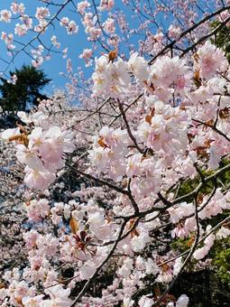 桜 桜の写真