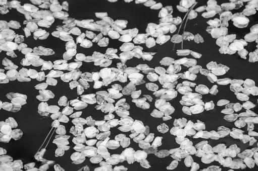 水面に浮かぶ桜の花びら 水面に浮かぶ桜の花びら 桜,モノクロ,花びらの写真素材
