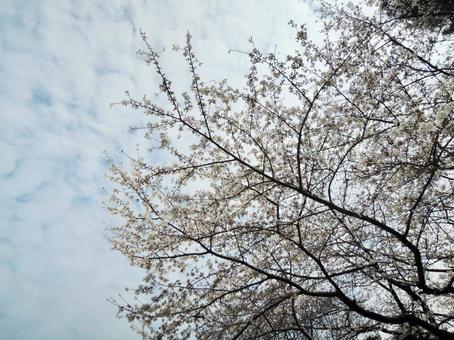 Sakura Thin Clouds, JPG Sakura Thin Clouds, JPG