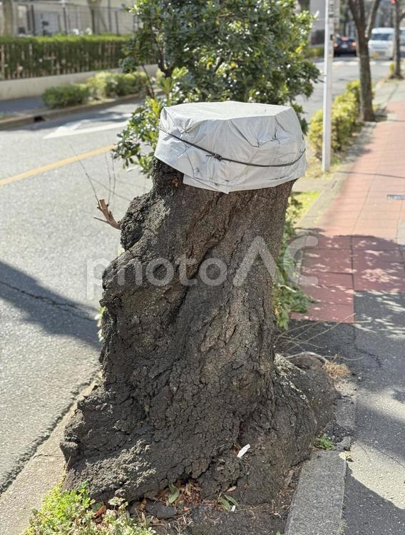 保護されている切り株 南千住,東京,養生の写真素材