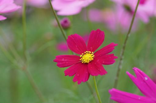 コスモス便り2025 花,コスモス,秋桜の写真素材