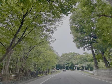 公園の中を通る道路 公園の中を通る道路 道,道路,自然の写真素材