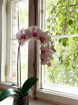 蘭 蘭 蘭,orchid,オーキッドの写真素材