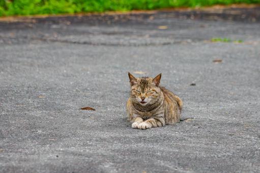 猫(127) 猫(127)の写真