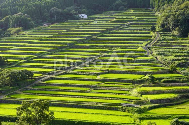 整然とした棚田　坂元棚田　 坂元棚田,棚田,田の写真素材