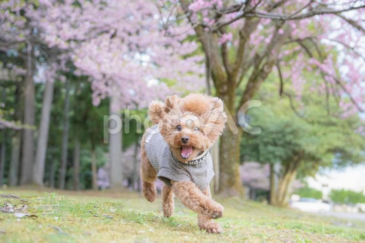 桜の中走るトイプードル トイプードル,春空,桜の写真素材