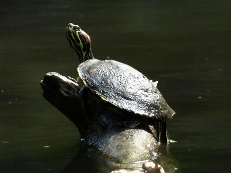 甲羅干しをするカメ 甲羅干しをするカメの写真