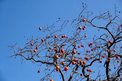 柿の木になる実 柿の木,実,果実の写真素材