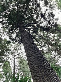 樹木 樹木の写真