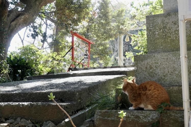 隠れている野良猫 ねこ,茶トラ,オレンジの写真素材
