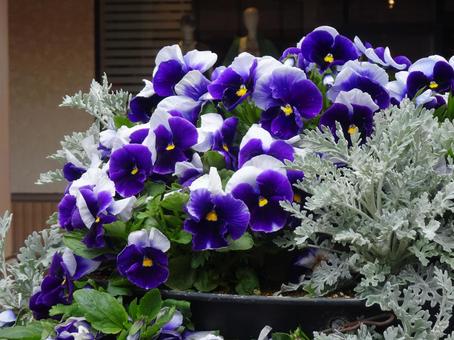 Photo, viola, blue, bruising, 