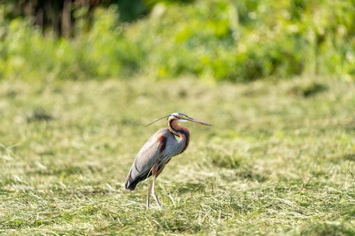 ムラサキサギ ムラサキサギ ムラサキサギ,サギ,鳥の写真素材