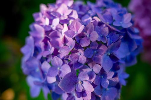 紫色の紫陽花 紫色の紫陽花の写真